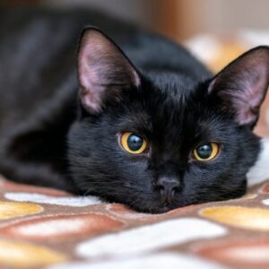 Cute Cat